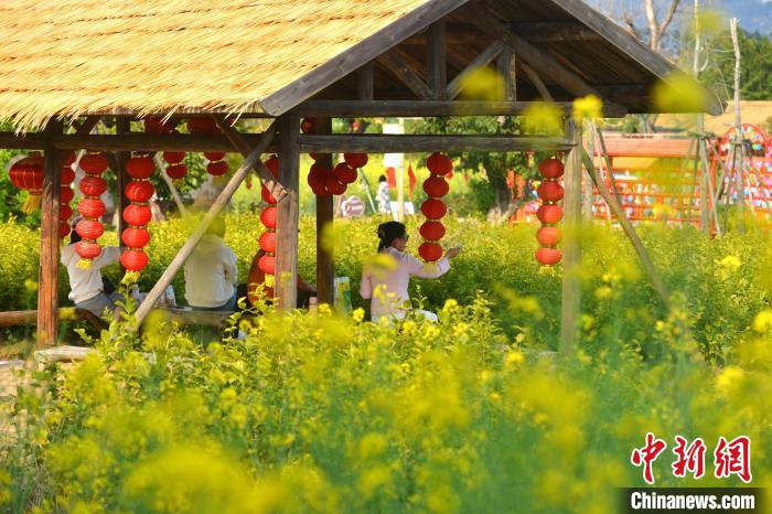 福建省福州市の菜の花畑が満開に　古民家と「競演」