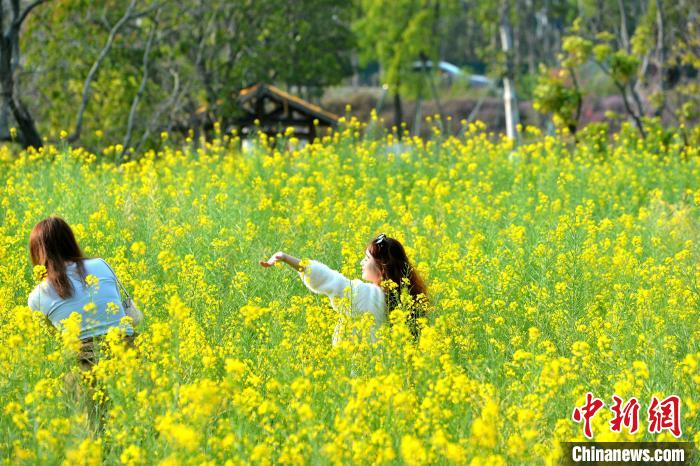 福建省福州市の菜の花畑が満開に　古民家と「競演」