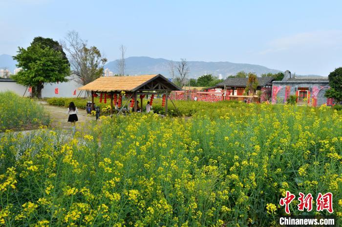 福建省福州市の菜の花畑が満開に　古民家と「競演」