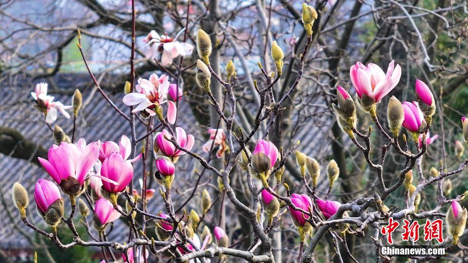 開花迎えた世界で唯一となる樹齢400年のサラサモクレン　陝西省勉県