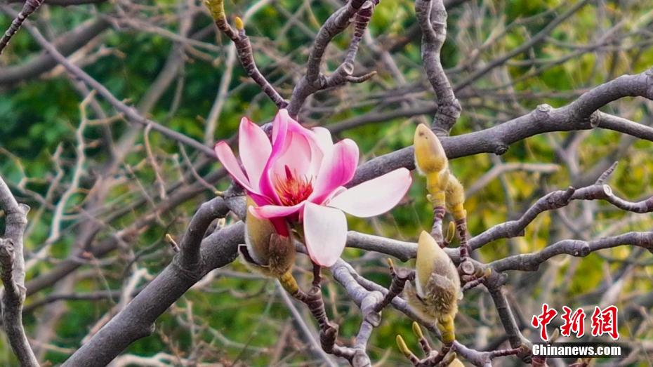開花迎えた世界で唯一となる樹齢400年のサラサモクレン　陝西省勉県