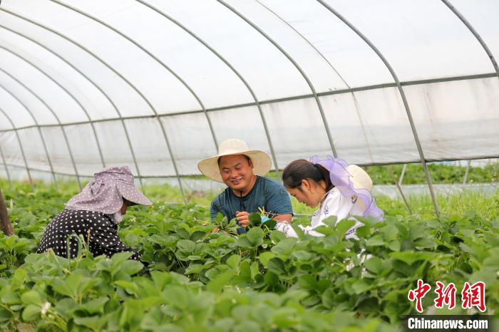 2022年、イチゴ栽培拠点で作業中の貴州省六盤水山海園栽培農民専門合作社の李世瑶理事長（左から2人目）。（写真提供は李世瑶さん）