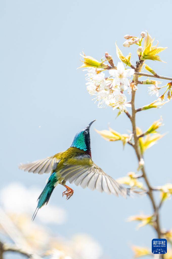 春の陽気に誘われて、花が見ごろを迎えた中国各地