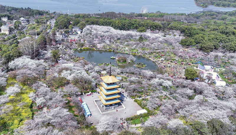 2023年に撮影された桜が満開を迎えた時期の東湖桜花園の様子。