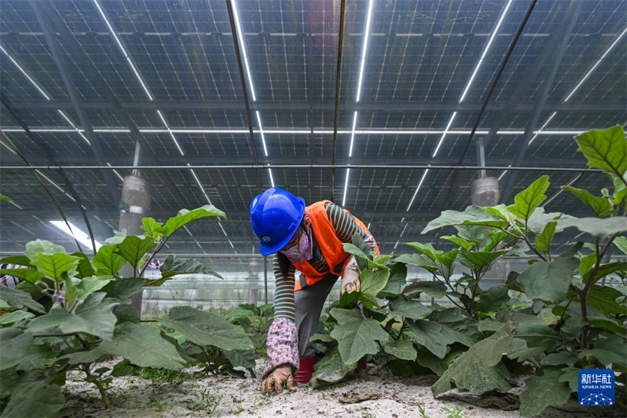 アルカリ性土壌で太陽光発電、パネル下で野菜を栽培　海南省文昌市