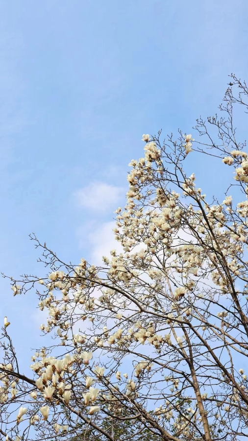3月10日、江蘇省蘇州で撮影した花（写真提供・風間清和）。