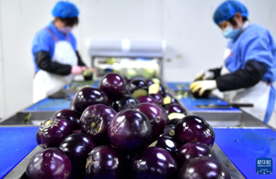 北京と天津における野菜の選択肢をより豊かにする河北省深州のカット野菜工場