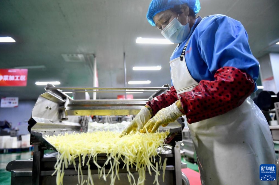北京と天津における野菜の選択肢をより豊かにする河北省深州のカット野菜工場