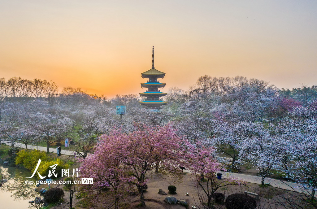 満開を迎えた東湖の桜　湖北省武漢