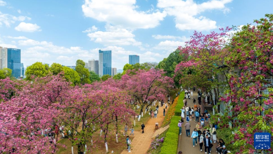 春爛漫、桜が満開に　雲南省昆明