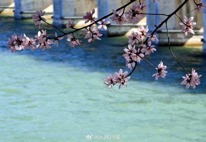頤和園十七孔橋と満開の桃の花による美しい春のコラボ　北京