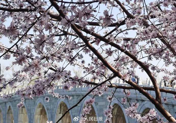 頤和園十七孔橋と満開の桃の花による美しい春のコラボ　北京