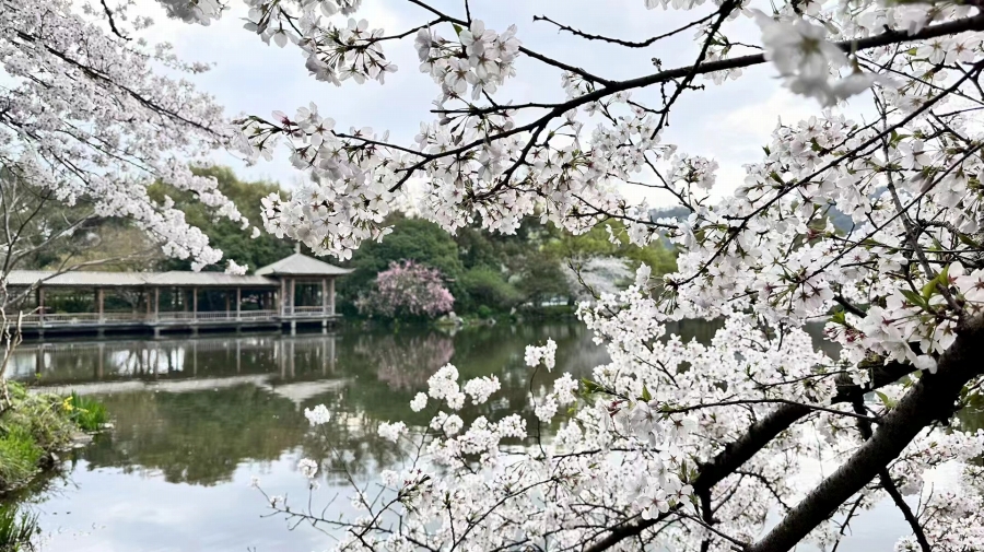 3月25日、浙江省西湖で撮影した満開の桜。（写真提供・甜甜）