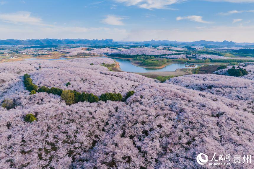 貴州で1万ムーの桜が開花、ピンク色の花の海に