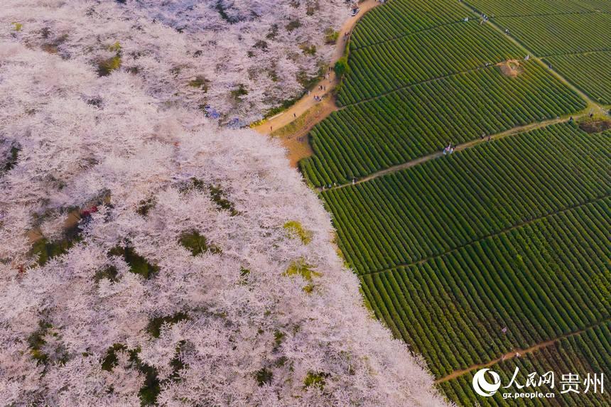 貴州で1万ムーの桜が開花、ピンク色の花の海に