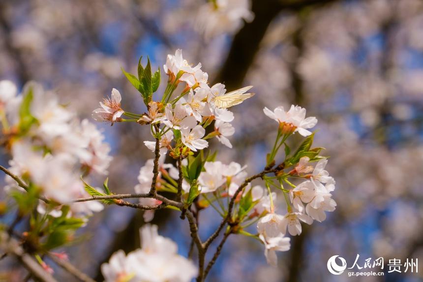 貴州で1万ムーの桜が開花、ピンク色の花の海に