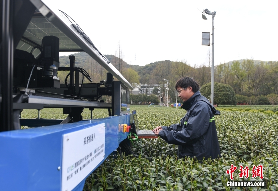 AIスマートロボが清明を前に龍井茶の茶摘み　浙江・杭州