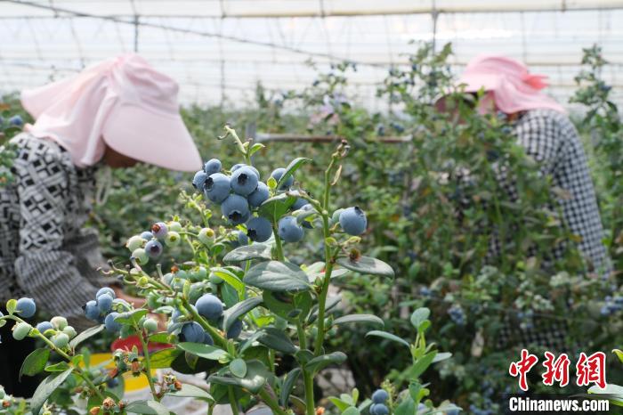 3月26日、収穫期を迎えた中国のブルーベリー主産地の雲南省澄江市で、ブルーベリーを摘んでいる農家。（撮影・杜瀟瀟）