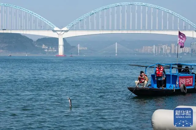 人工繁殖2世のカラチョウザメ約20万匹を長江に放流