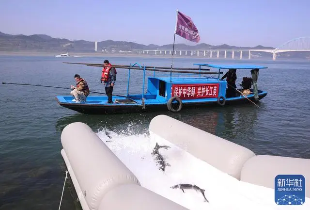 人工繁殖2世のカラチョウザメ約20万匹を長江に放流