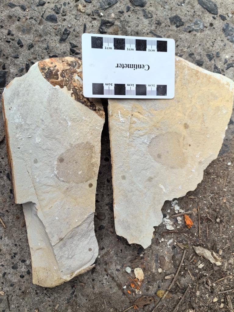 湖南省、約5億4000万年前の海綿化石を発見