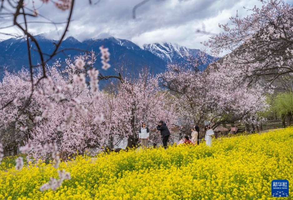桃の花を愛で、民俗文化を観賞　西蔵・林芝