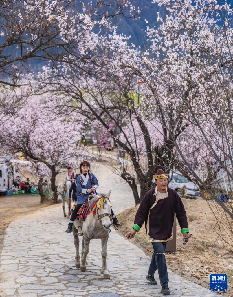 桃の花を愛で、民俗文化を観賞　西蔵・林芝