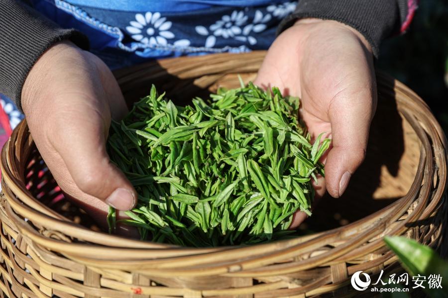 新茶の茶摘み始まる　安徽省南陵