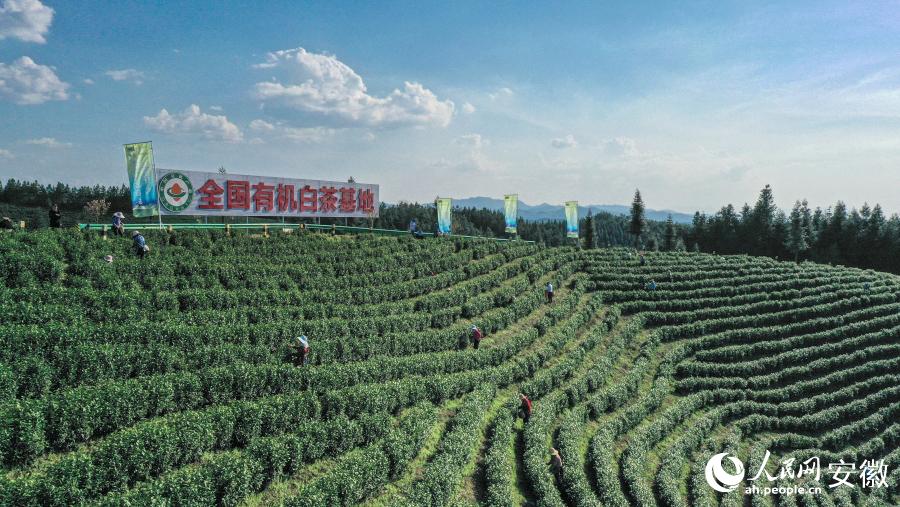 新茶の茶摘み始まる　安徽省南陵