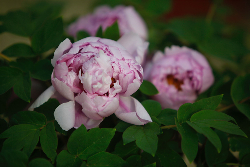 見頃を迎えた牡丹の花　河南省洛陽