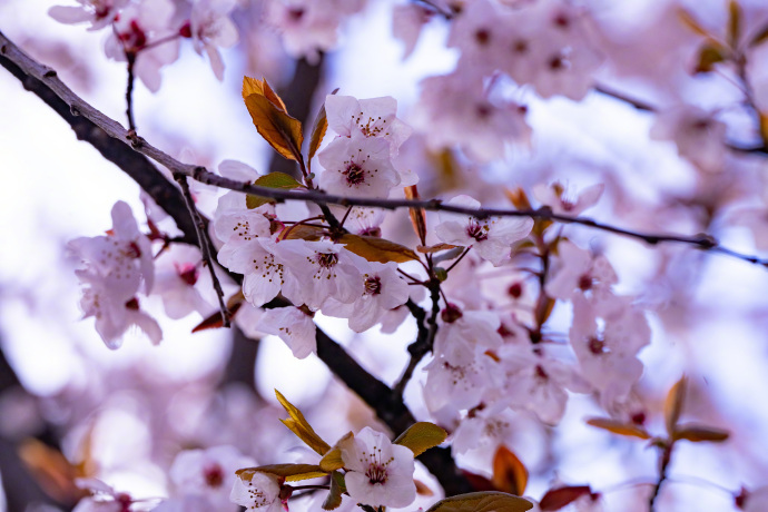 桃の花が見ごろを迎えた林芝　西蔵