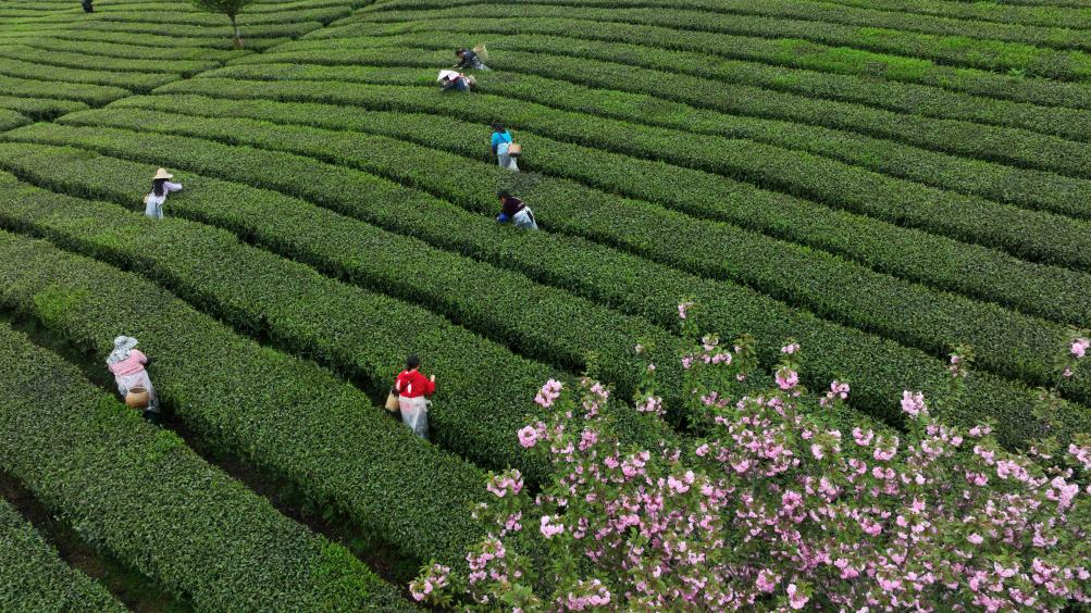 中国の清明節3連休、花見や茶摘み体験が大人気に