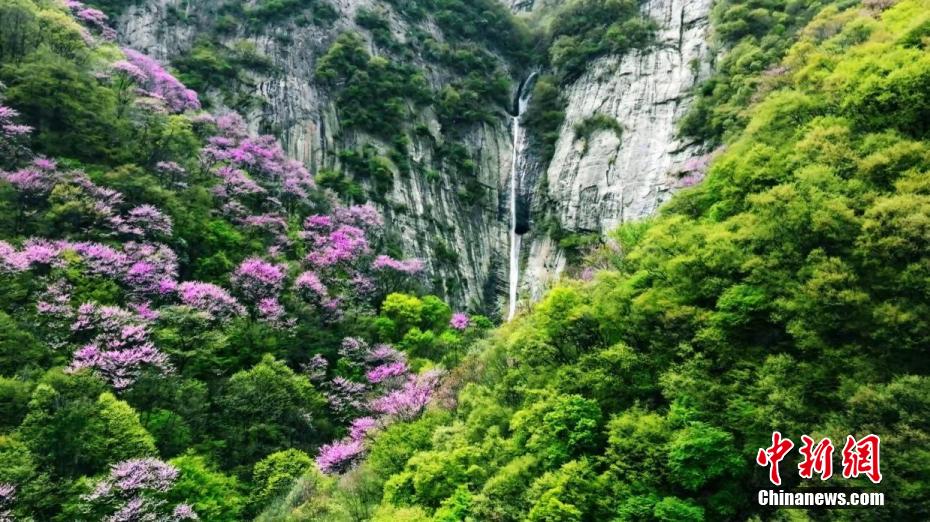 満開のハナズオウと「虹の滝」の見事なコラボ　陝西省秦嶺