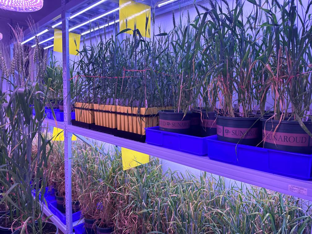 青蔵高原生物遺伝資源バンクの一般作物育種加速室。（画像提供は取材先）