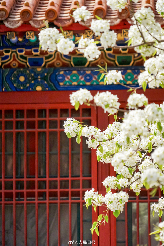 故宮の赤い壁に映える白い梨の花　北京