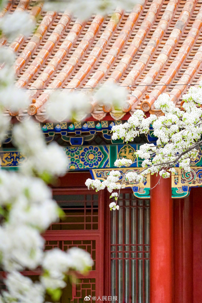 故宮の赤い壁に映える白い梨の花　北京