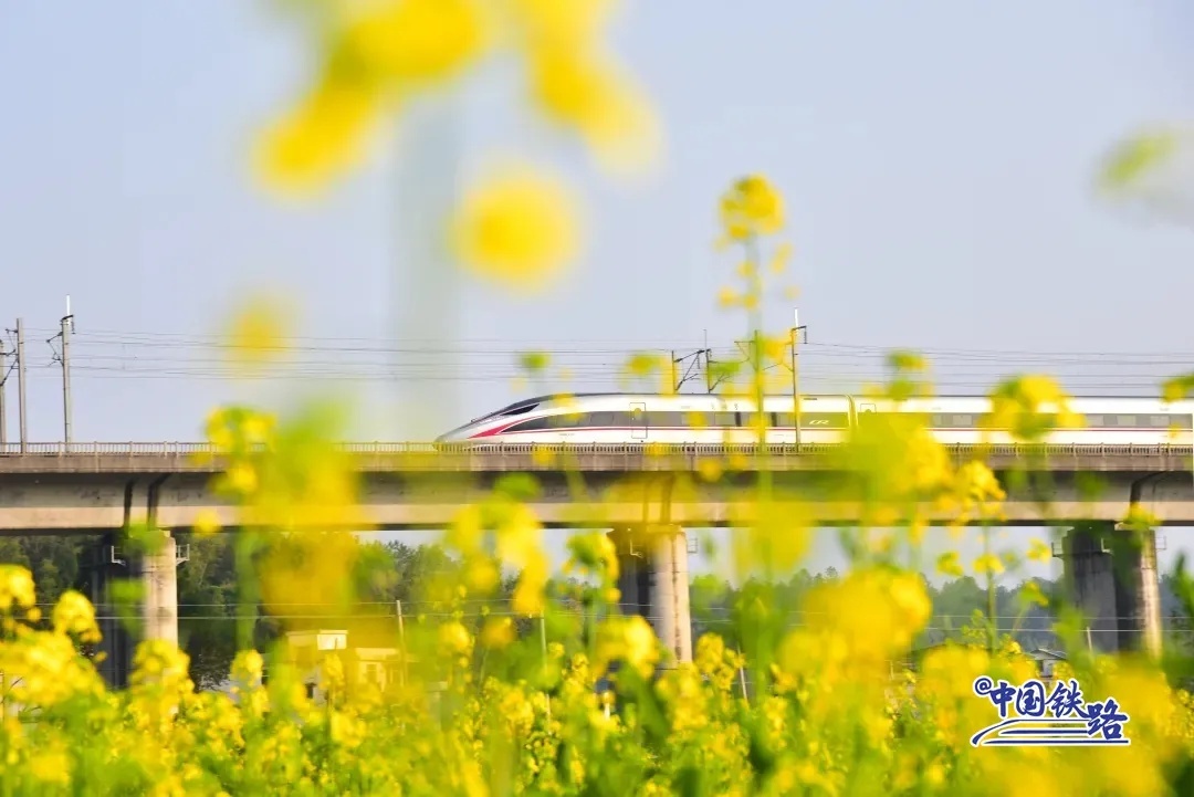 京広高速鉄道（北京-広州）の列車が南岳山の麓に広がる菜の花畑を通り過ぎる。（撮影・謝建強）