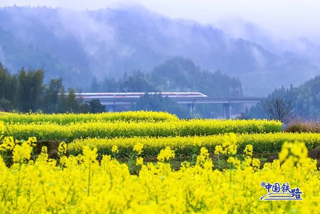 滬昆高速鉄道（上海-昆明）の車窓の外に広がる美しい菜の花の段々畑。（撮影・于蘭）