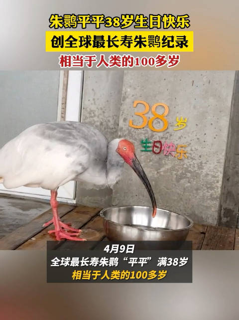 北京動物園のトキ「平平」が38歳に　世界最高齢
