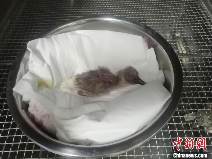 【音声ニュース】陝西省漢中トキ保護区で今年1羽目となる人工孵化のトキのヒナが誕生