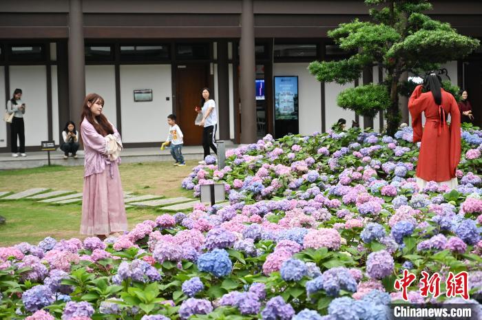 広東省広州でアジサイが見ごろに　漢服姿で写真撮影する観光客で賑わう