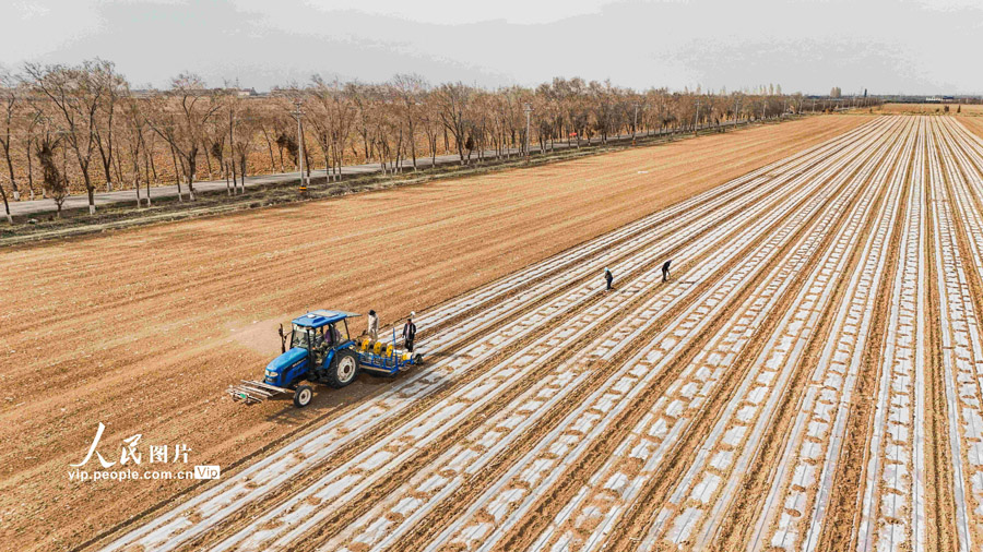 科学技術でトウモロコシの種まきをサポート　新疆・呼図壁