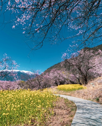 花見やハイキングで春を満喫　「春の旅経済」が人気上昇中
