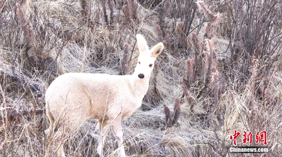 青海省果洛蔵族自治州班瑪県で撮影された白いジャコウジカ（4月12日、写真提供・班瑪県融メディアセンター）。