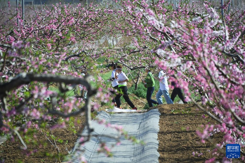 第26回北京平谷国際桃花フェスティバルで行われた「桃花フェスティバルレインボーラン」に参加する市民（4月15日撮影・任超）。