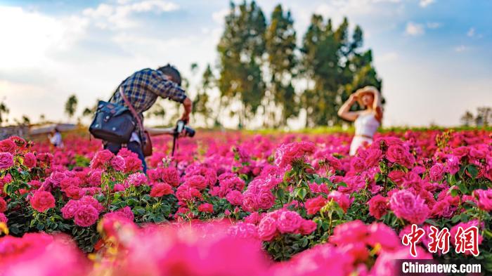 雲南大学のバラが満開に　ロマンチックな景色広がる