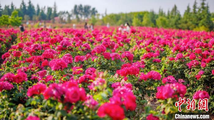 雲南大学のバラが満開に　ロマンチックな景色広がる
