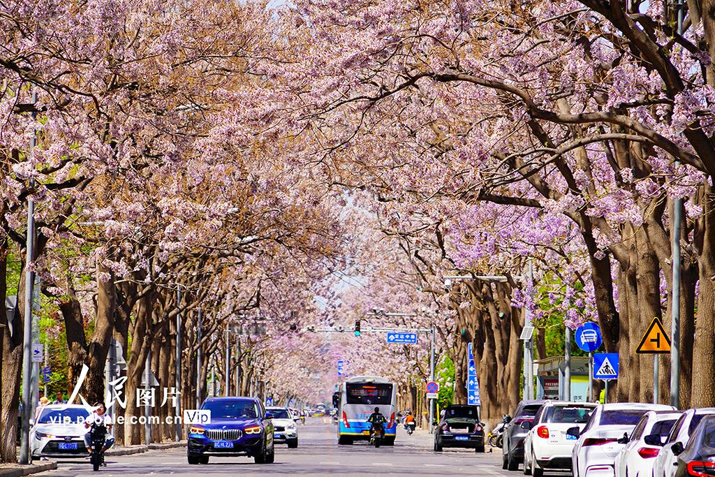 沿道に植えられたキリの花が満開を迎えた北京市経済技術開発区の宏達路（撮影・宋家儒/写真著作権は人民図片が所有のため転載禁止）。