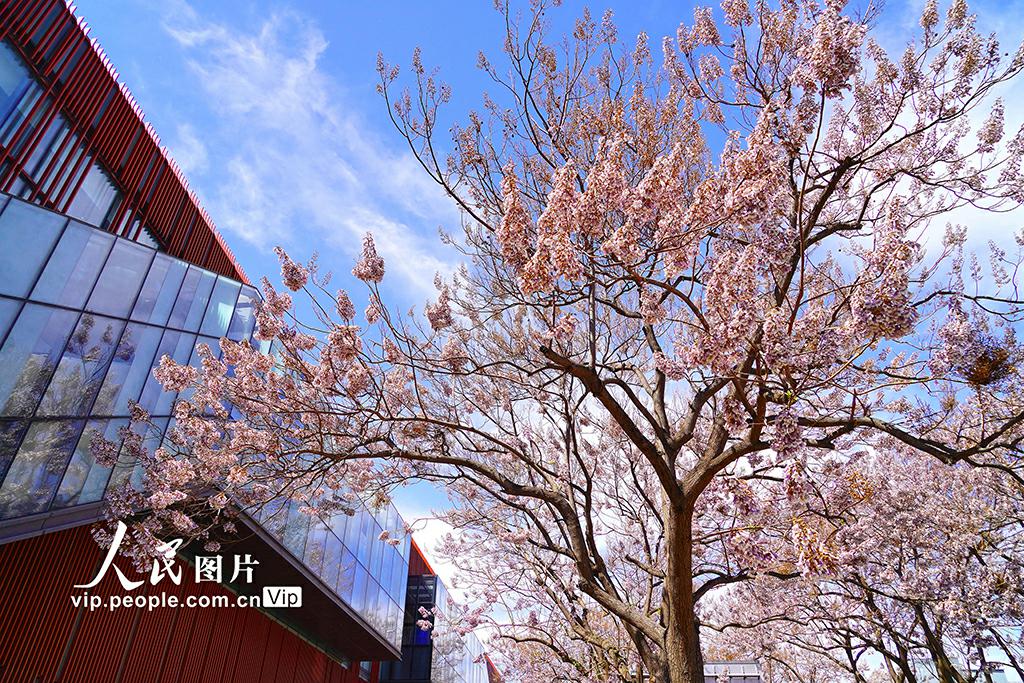 美しいキリの花が咲き乱れる「キリの花通り」　北京