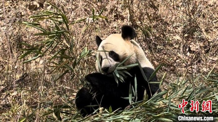 心地よい春の陽光を浴びながら、のんびりと竹を食べるジャイアントパンダの「恒恒」（写真提供・仏坪県メディア融媒体センター）。